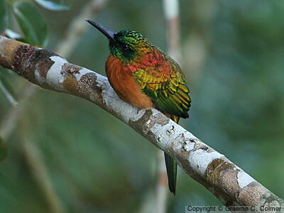 Great Jacamar (Jacamerops aureus) - Adult