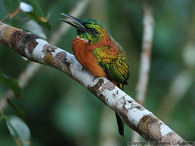 Great Jacamar (Jacamerops aureus) - Adult