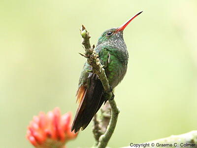Rufous-tailed Hummingbird (Amazilia tzacatl) - Adult