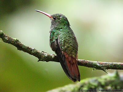 Rufous-tailed Hummingbird (Amazilia tzacatl) - Adult