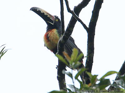 Collared Aracari (Pteroglossus torquatus) - Adult
