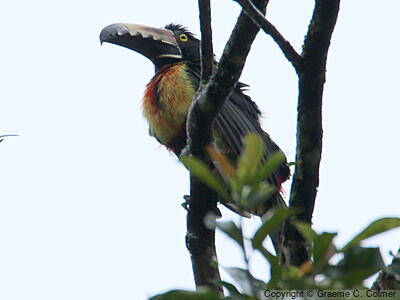 Collared Aracari (Pteroglossus torquatus) - Adult