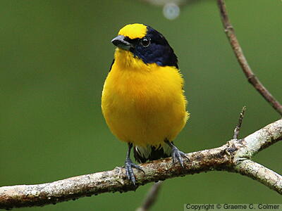 Thick-billed Euphonia (Euphonia laniirostris) - Adult male