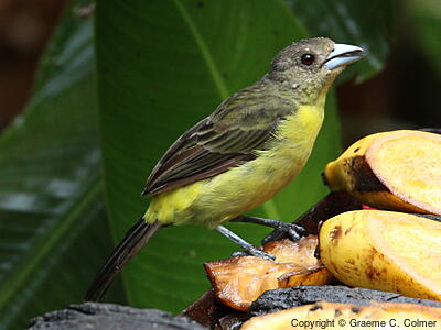 Flame-rumped Tanager (Ramphocelus flammigerus) - Adult female