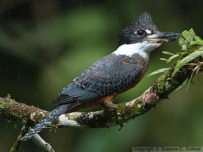 Amazon Kingfisher (Chloroceryle amazona) - Adult