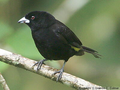 Flame-rumped Tanager (Ramphocelus flammigerus) - Adult male
