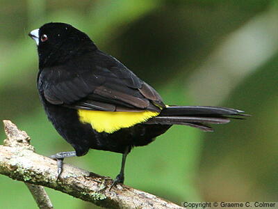 Flame-rumped Tanager (Ramphocelus flammigerus) - Adult male