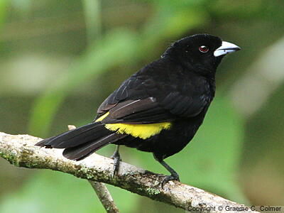 Flame-rumped Tanager (Ramphocelus flammigerus) - Adult male