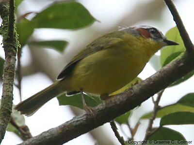 Chestnut-capped Warbler (Basileuterus delattrii) - Adult