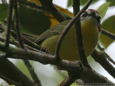Chestnut-capped Warbler (Basileuterus delattrii) - Adult