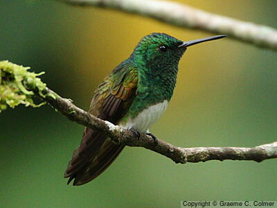Snowy-bellied Hummingbird (Saucerottia edward) - Adult