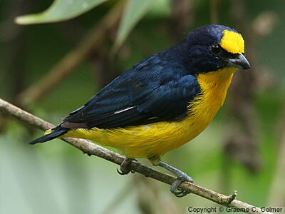 Thick-billed Euphonia (Euphonia laniirostris) - Adult male