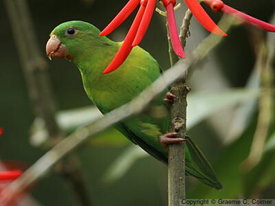 Orange-chinned Parakeet (Brotogeris jugularis) - Adult