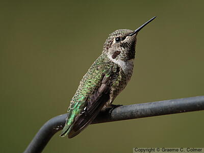 Anna's Hummingbird (Calypte anna) - Immature male