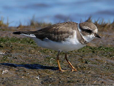 Semipalmated Plover (Charadrius semipalmatus) - Adult