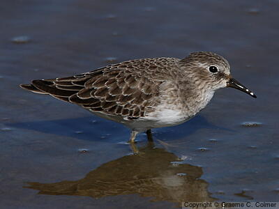 Least Sandpiper (Calidris minutilla) - Nonbreeding adult
