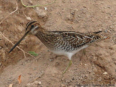 Wilson's Snipe (Gallinago delicata) - Adult