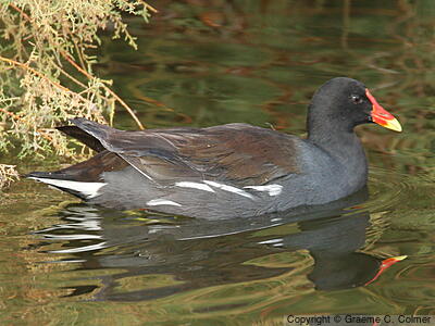 Common Gallinule (Gallinula galeata) - Adult