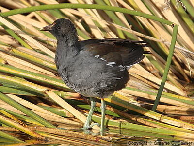 Common Gallinule (Gallinula galeata) - Immature