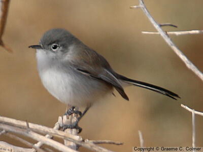 Black-tailed Gnatcatcher (Polioptila melanura) - Adult