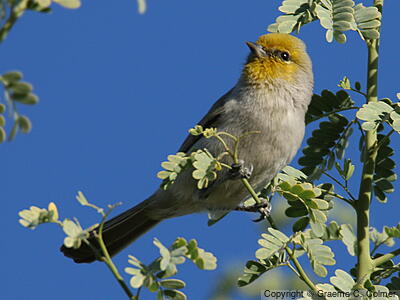 Verdin (Auriparus flaviceps) - Adult
