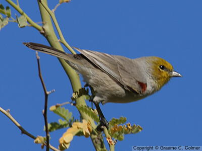 Verdin (Auriparus flaviceps) - Adult