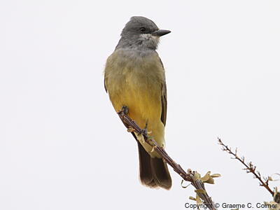 Cassin's Kingbird (Tyrannus vociferans) - Adult