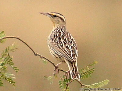 Eastern Meadowlark (Sturnella magna) - Adult