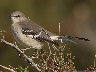 Northern Mockingbird (Mimus polyglottos) - Adult