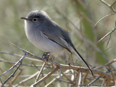 Black-tailed Gnatcatcher (Polioptila melanura) - Adult
