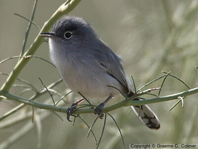 Black-tailed Gnatcatcher (Polioptila melanura) - Adult