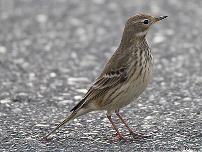 American Pipit (Anthus rubescens) - Adult
