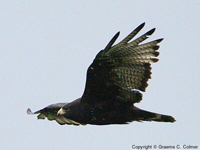 Zone-tailed Hawk (Buteo albonotatus) - Adult