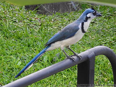 White-throated Magpie-Jay (Calocitta formosa) - Adult