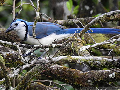 White-throated Magpie-Jay (Calocitta formosa) - Adult