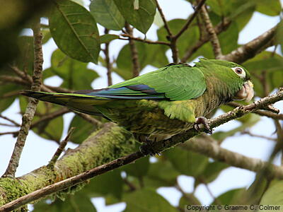 Olive-throated Parakeet (Eupsittula nana) - Adult