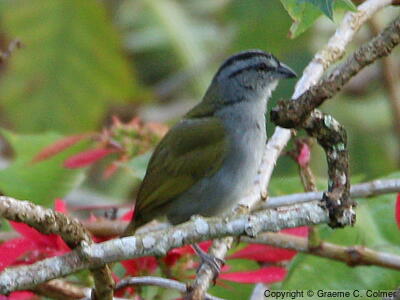 Black-striped Sparrow (Arremonops conirostris) - Adult