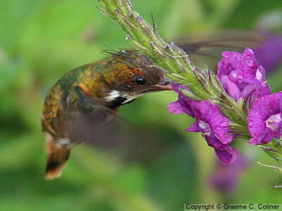 Black-crested Coquette (Lophornis helenae) - Adult male