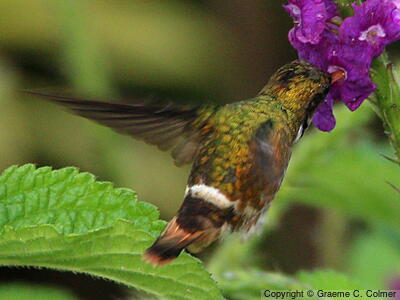 Black-crested Coquette (Lophornis helenae) - Adult male
