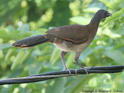 Gray-headed Chachalaca (Ortalis cinereiceps) - Adult
