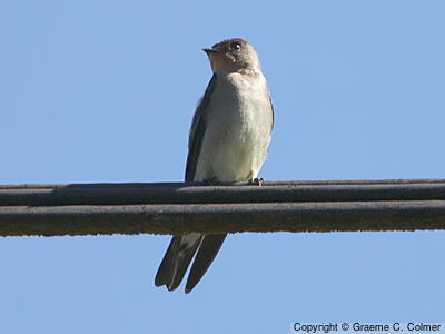 Southern Rough-winged Swallow (Stelgidopteryx ruficollis) - Adult