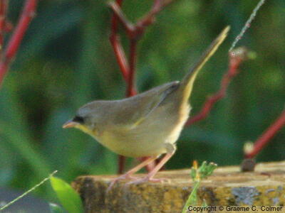 Gray-crowned Yellowthroat (Geothlypis poliocephala) - Adult female