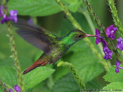 Rufous-tailed Hummingbird (Amazilia tzacatl) - Adult male