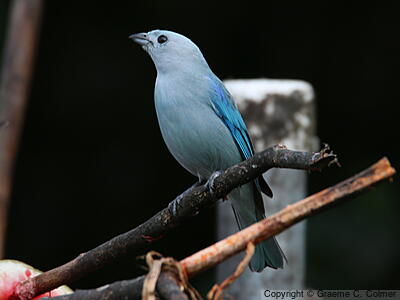 Blue-gray Tanager (Thraupis episcopus) - Adult