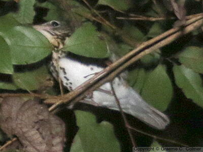 Wood Thrush (Hylocichla mustelina) - Adult