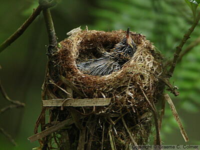 Lesser Violetear (Colibri cyanotus) - Juvenile in nest