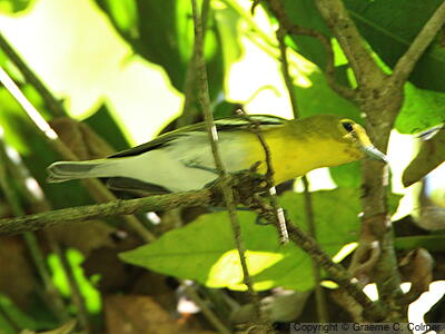 Yellow-throated Vireo (Vireo flavifrons) - Adult