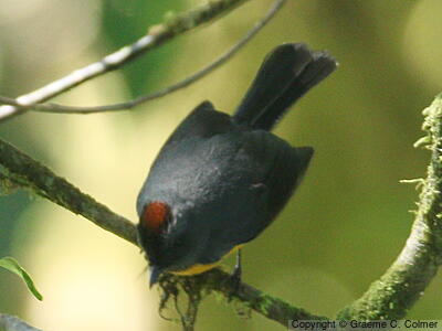 Slate-throated Redstart (Myioborus miniatus) - Adult
