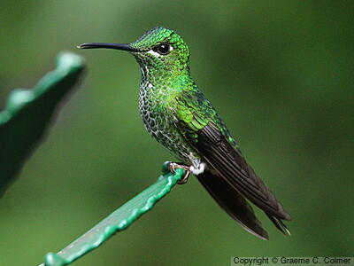 Green-crowned Brilliant (Heliodoxa jacula) - Adult female