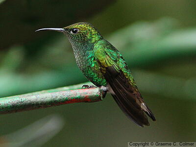 Coppery-headed Emerald (Microchera cupreiceps) - Adult female